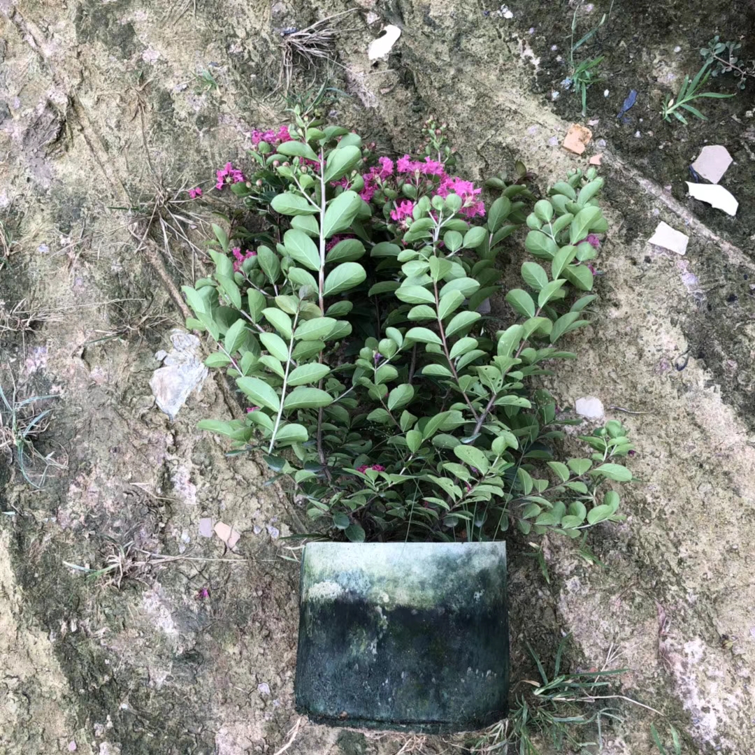 小叶紫薇 高50-60公分