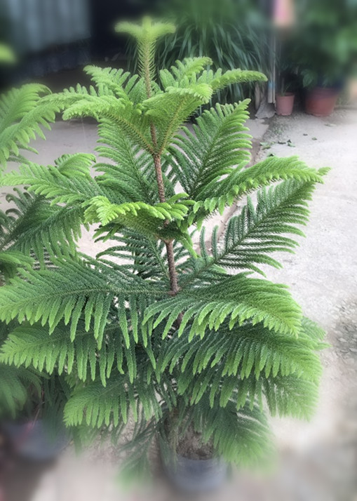 南洋杉（袋苗高1M）