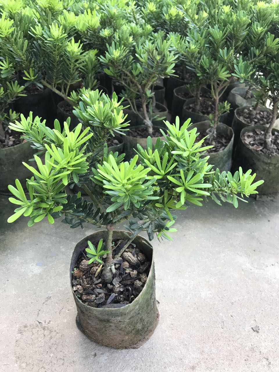 罗汉松（袋苗，高25CM左右）