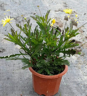 完美菊