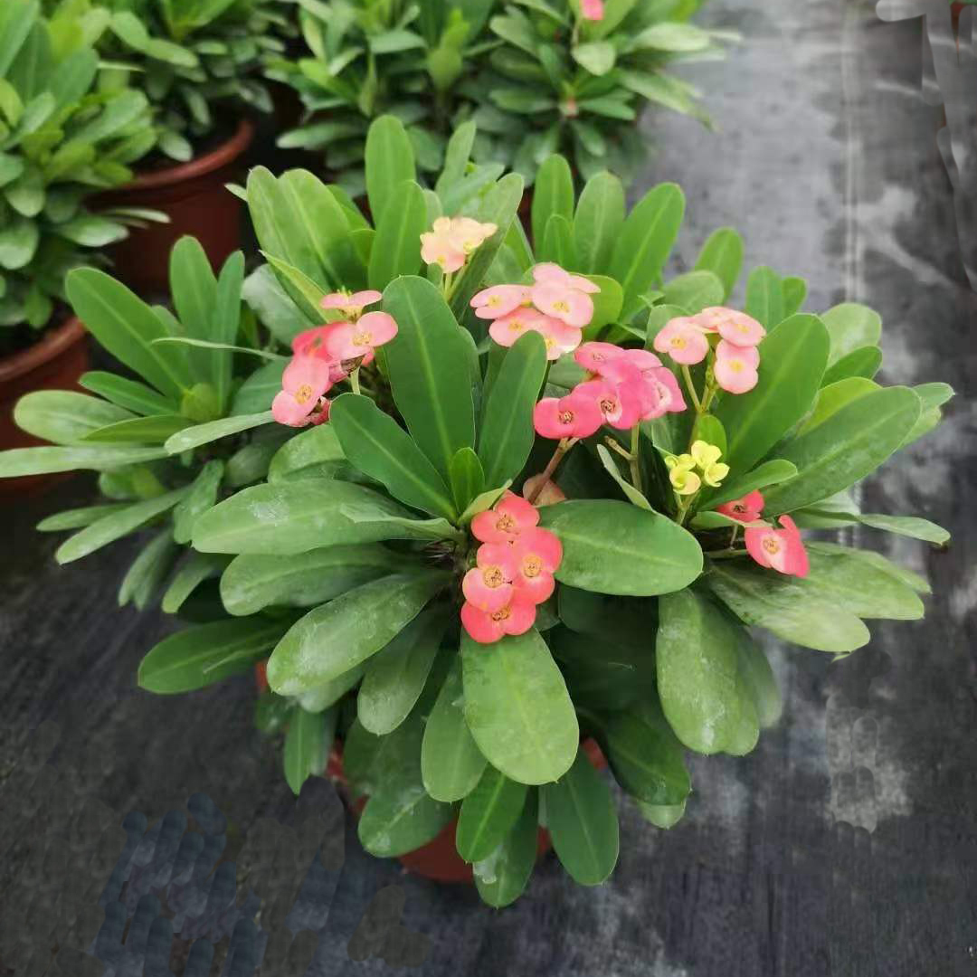 虎刺梅多杈枝（铁海棠） 高度35CM