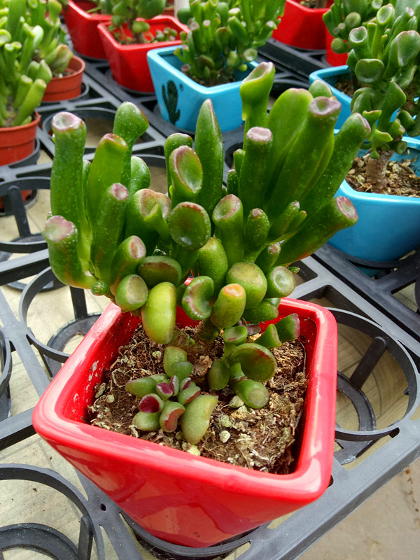 筒叶花月