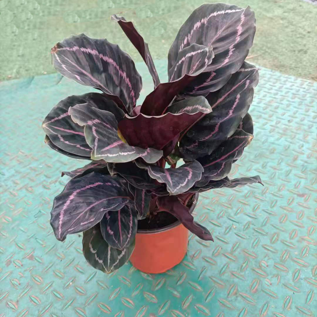 红美丽竹芋