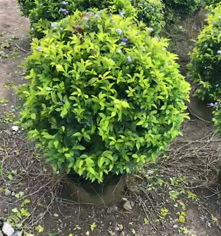 黄金叶