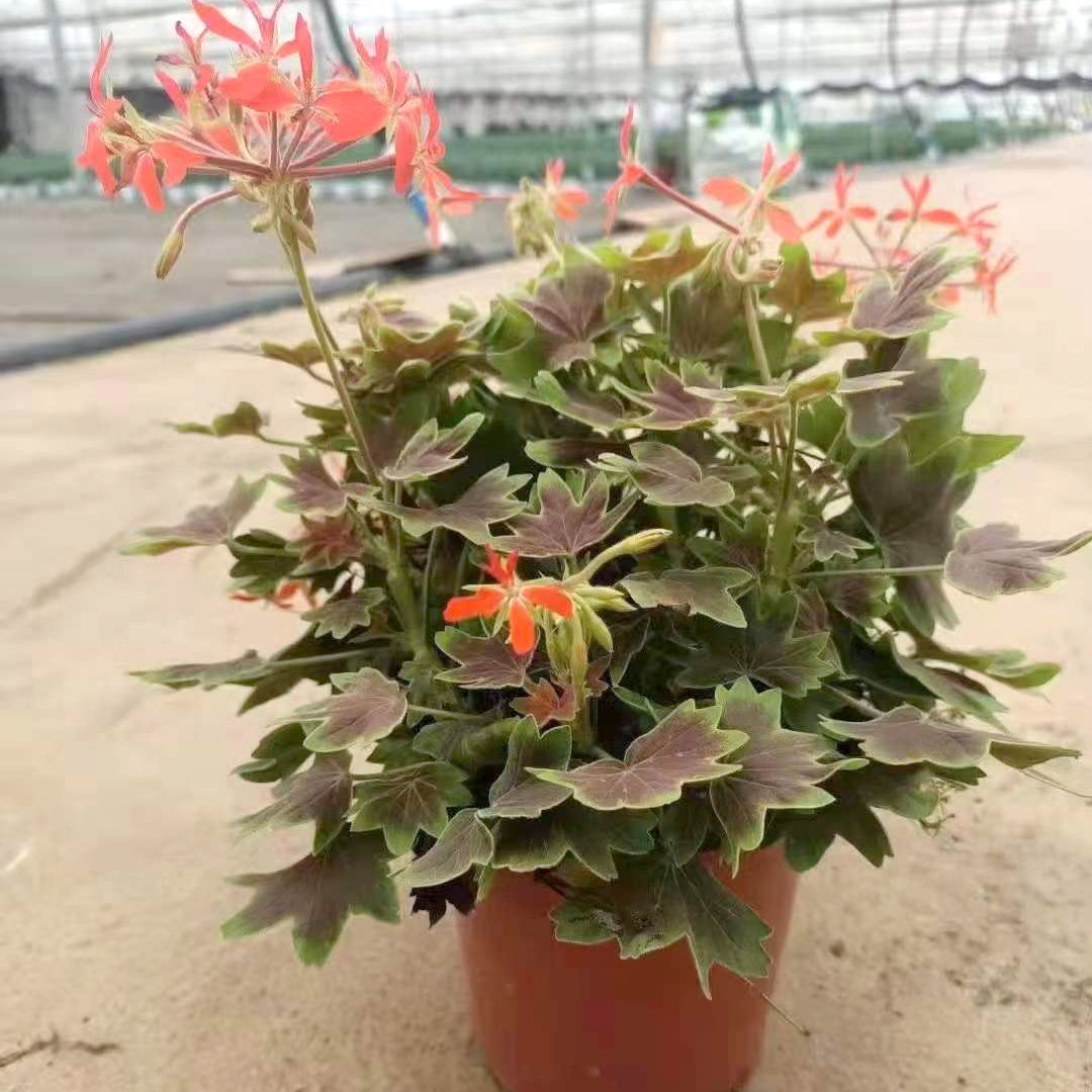 枫叶天竺葵