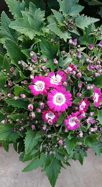 瓜叶菊