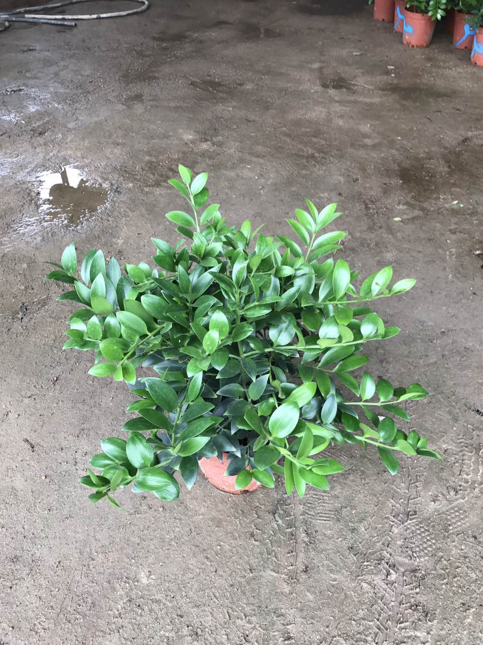 竹柏