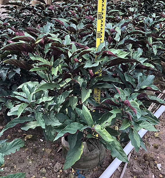 烟火树高80-90公分