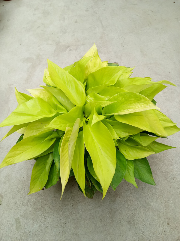 黄金葛