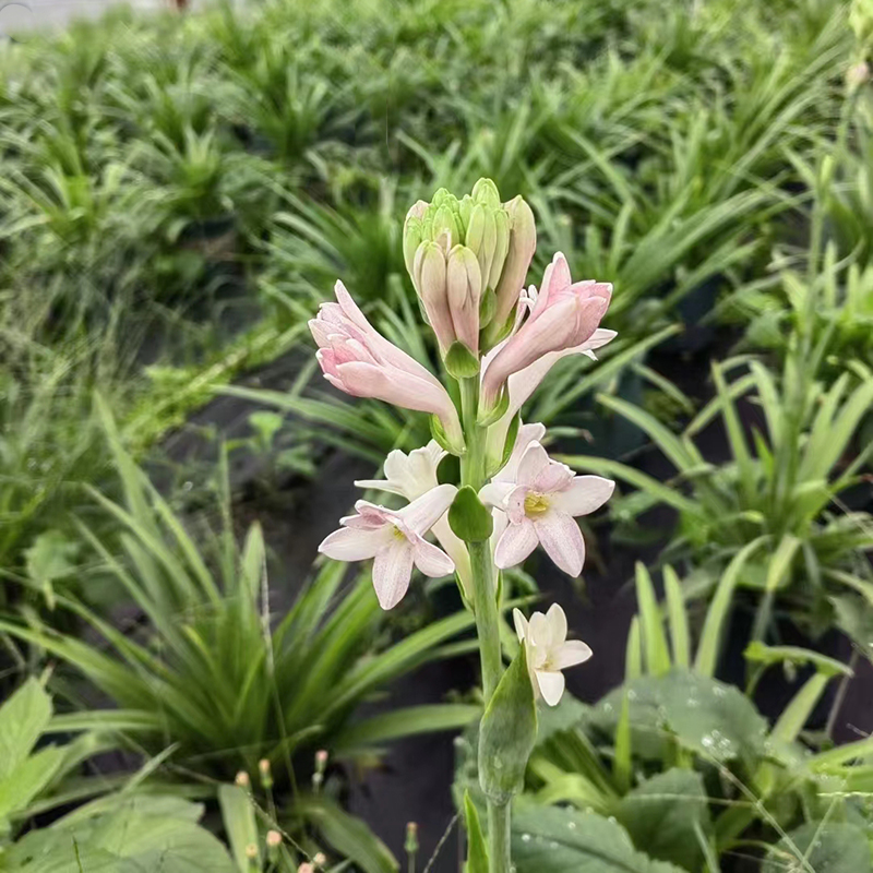 晚香玉粉色