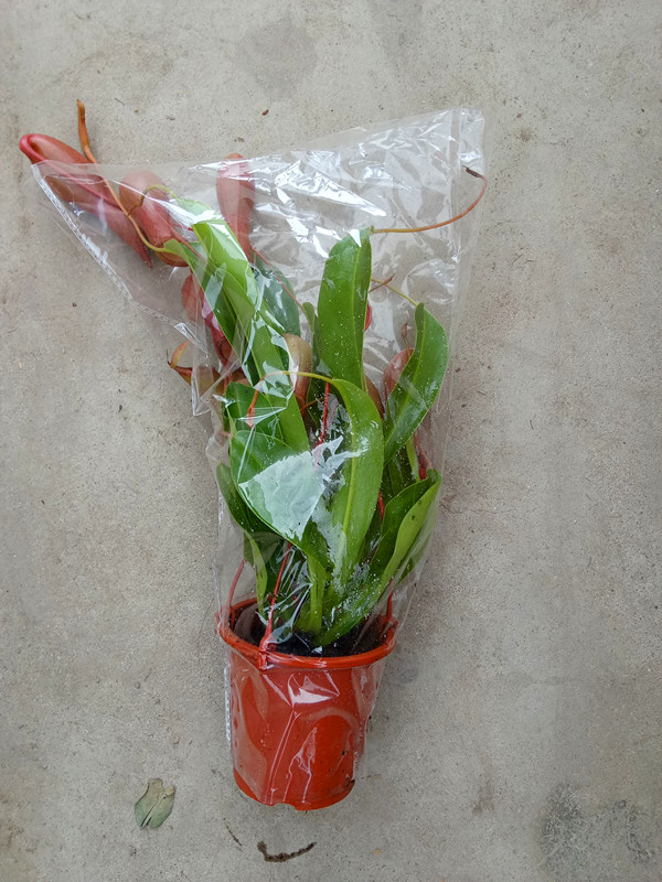 猪笼草