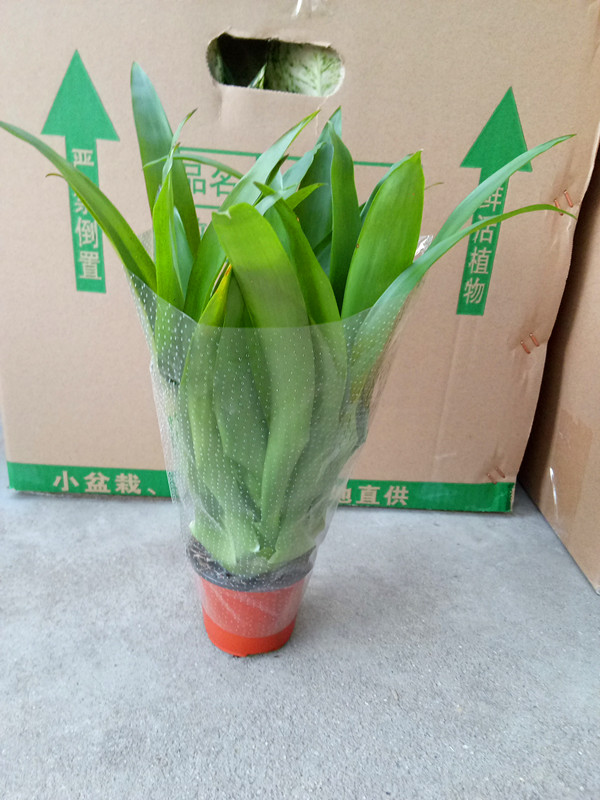 小红星