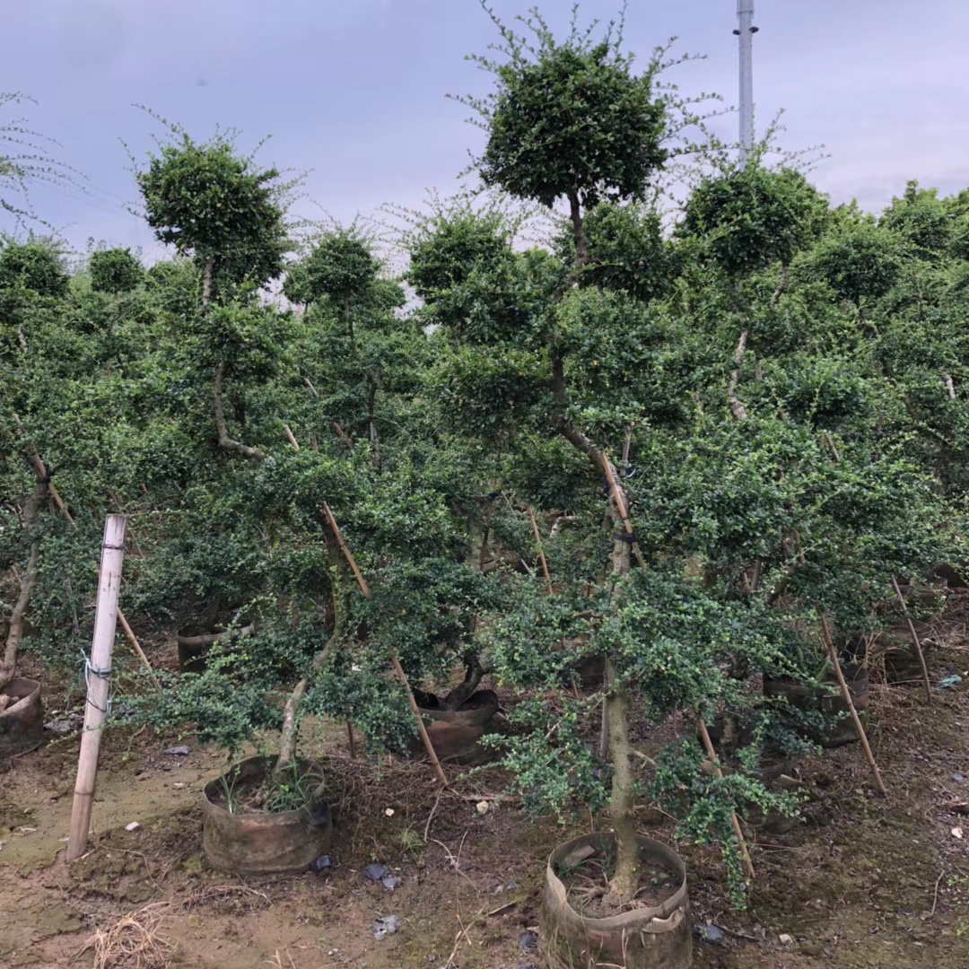 造型福建茶 高2-2.2m