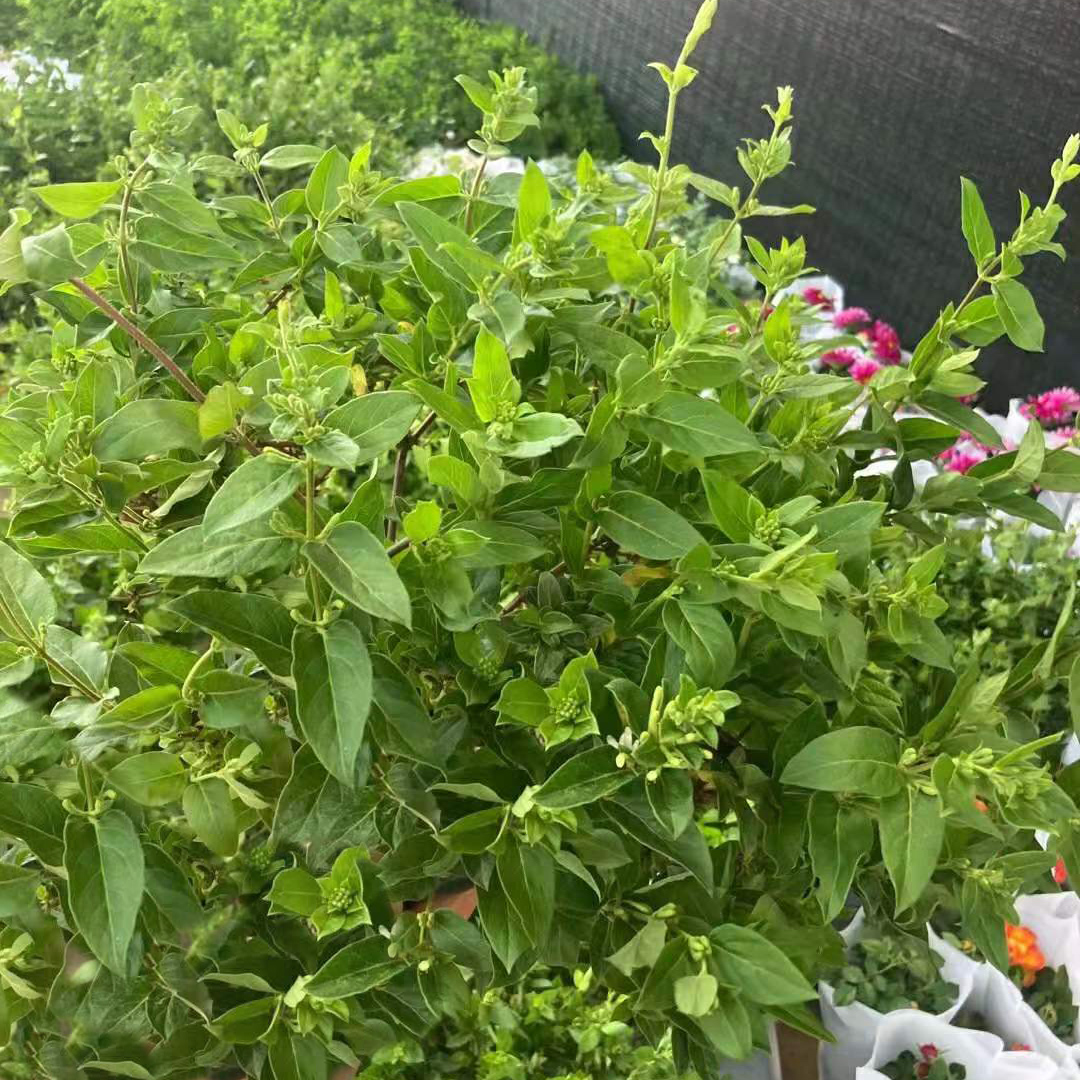 金银花