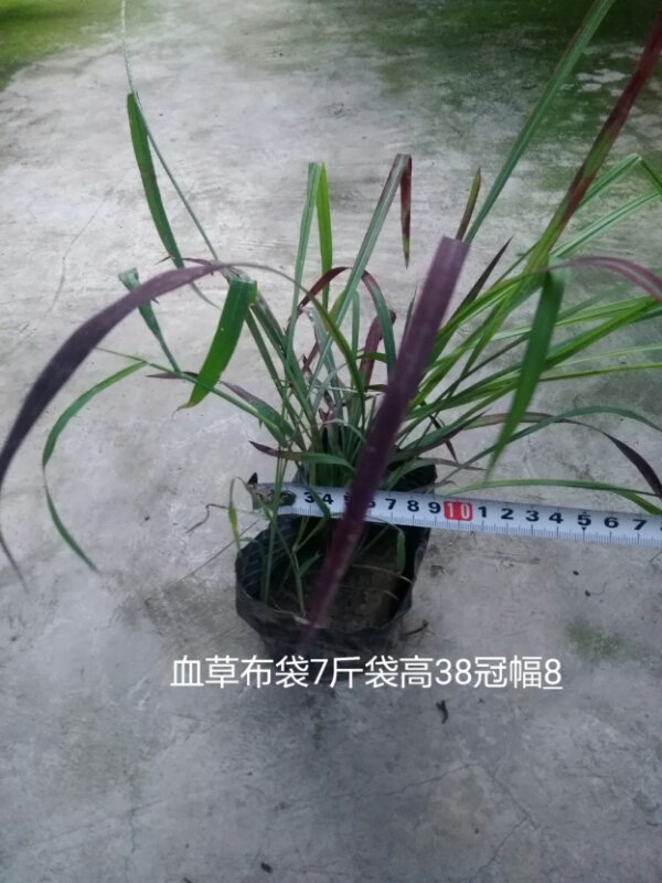 血草7斤袋