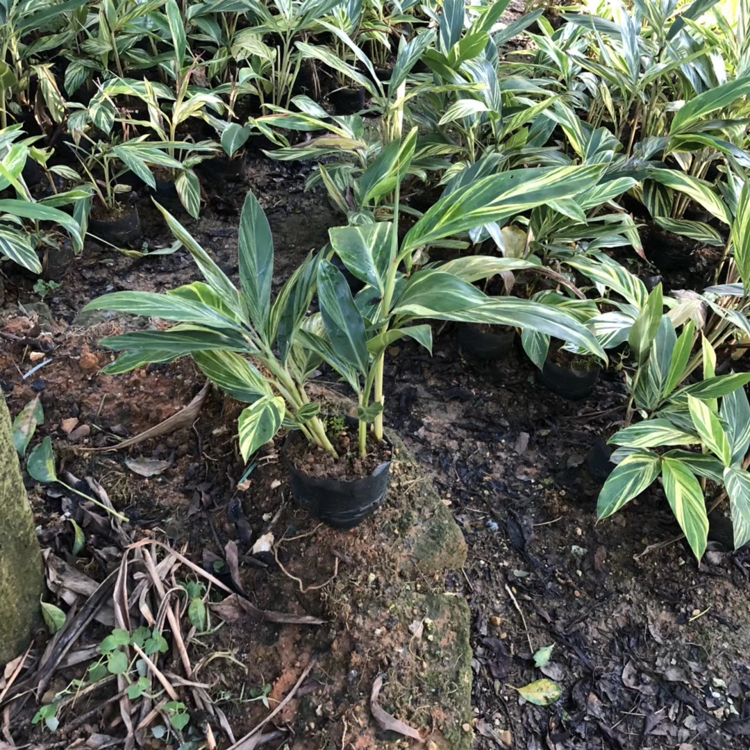 花叶姜（7斤袋）