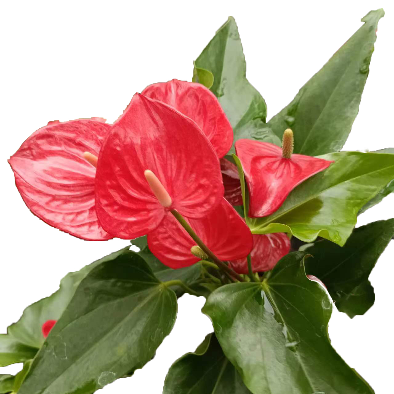 三株菲丽西塔红掌花烛120#