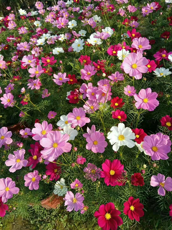 秋英（波斯菊）