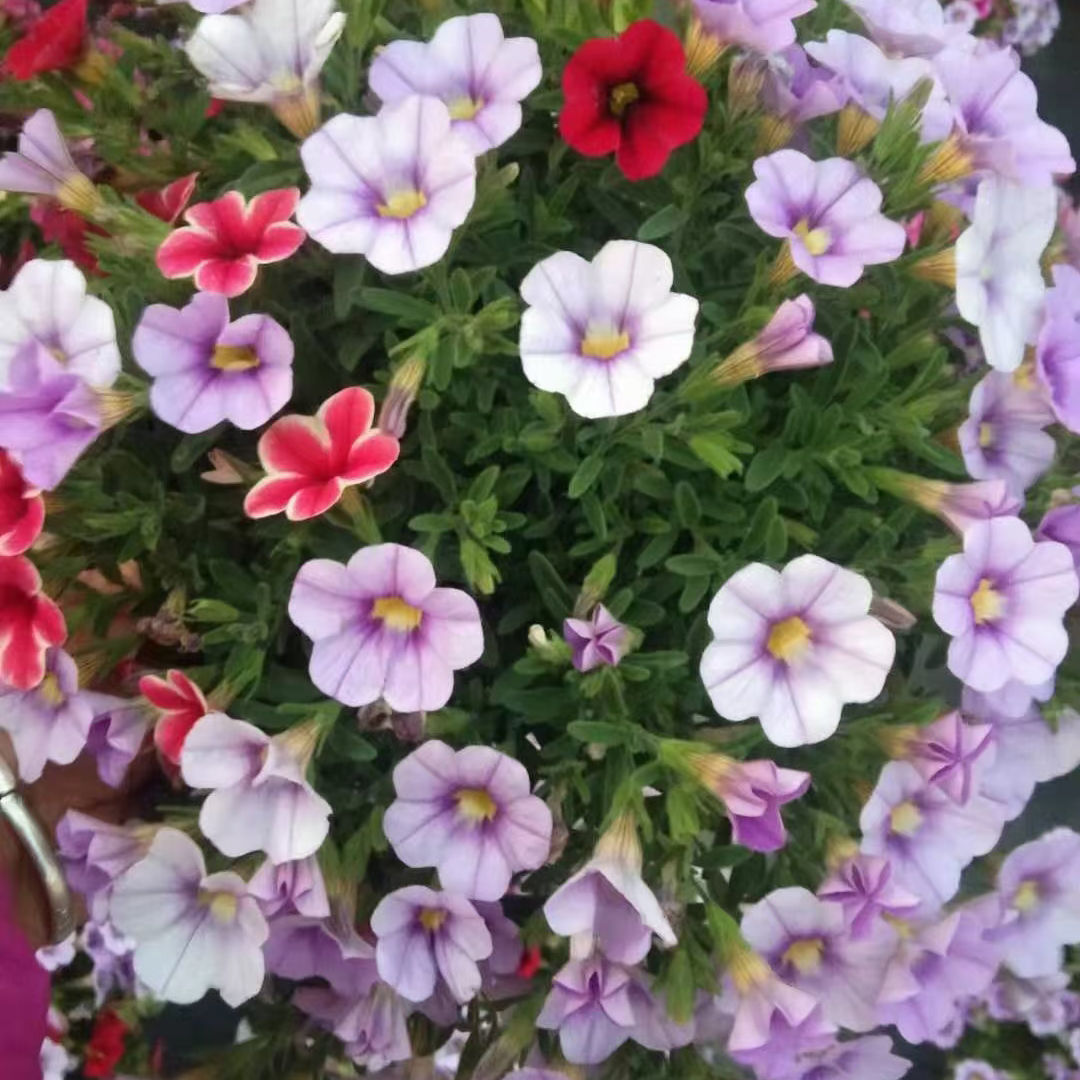 舞春花