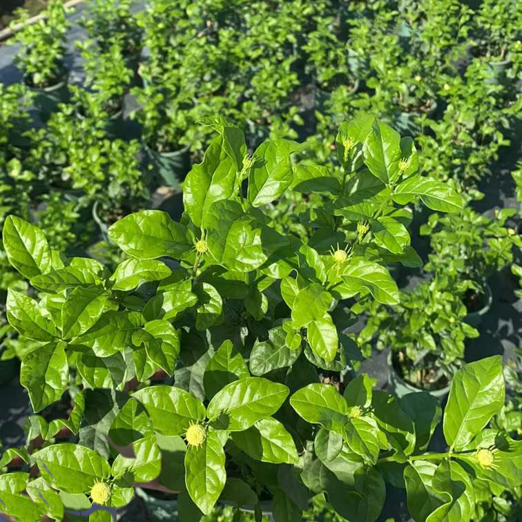 虎头茉莉