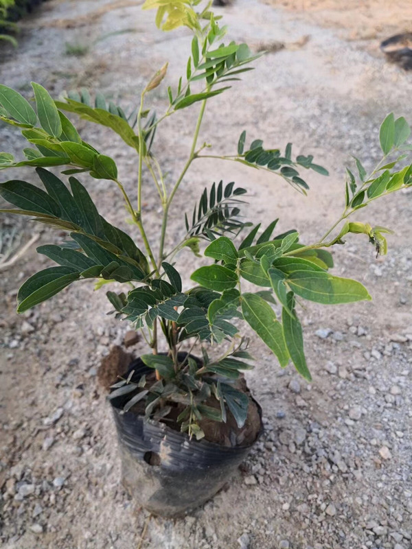 红绒球地被苗