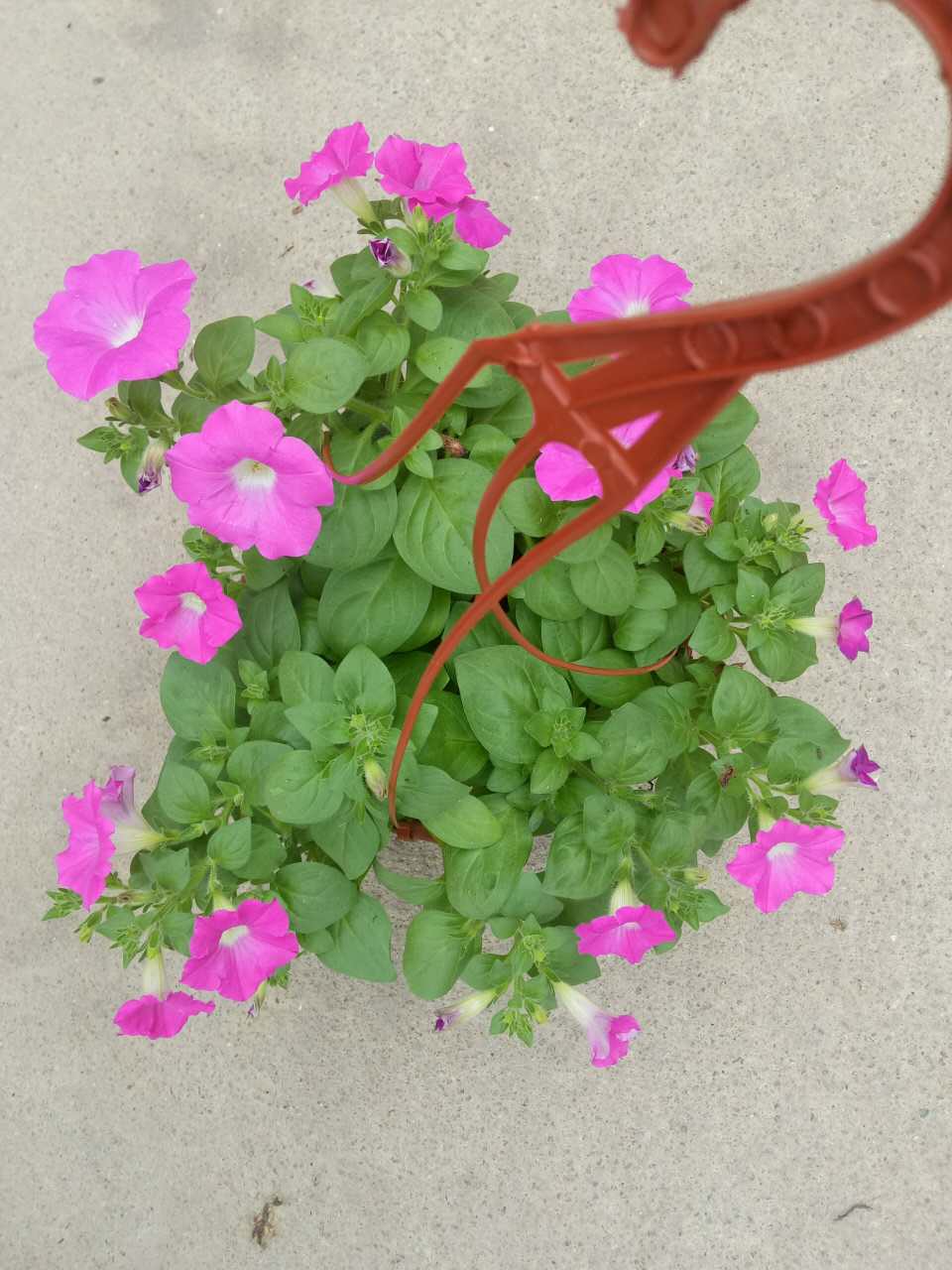 矮牵牛180#(冠幅30 高度25)
