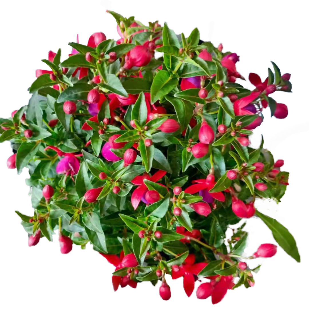 灯笼花
