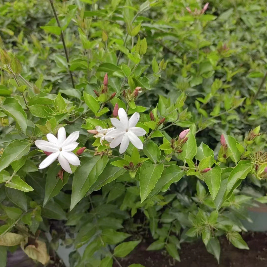 素馨茉莉2加仑