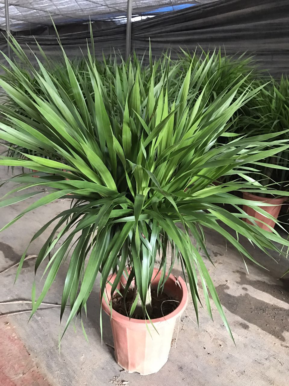 龙血树（单杆多头，高70CM左右）