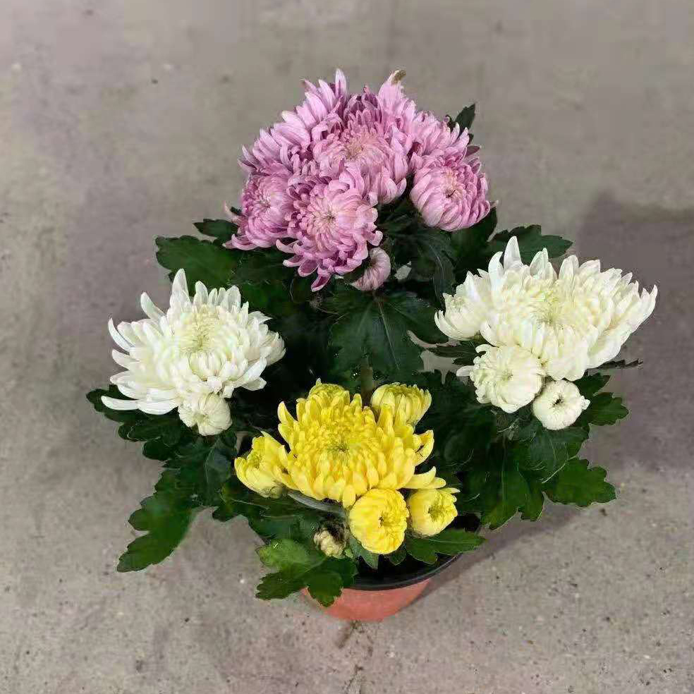 龙爪菊花