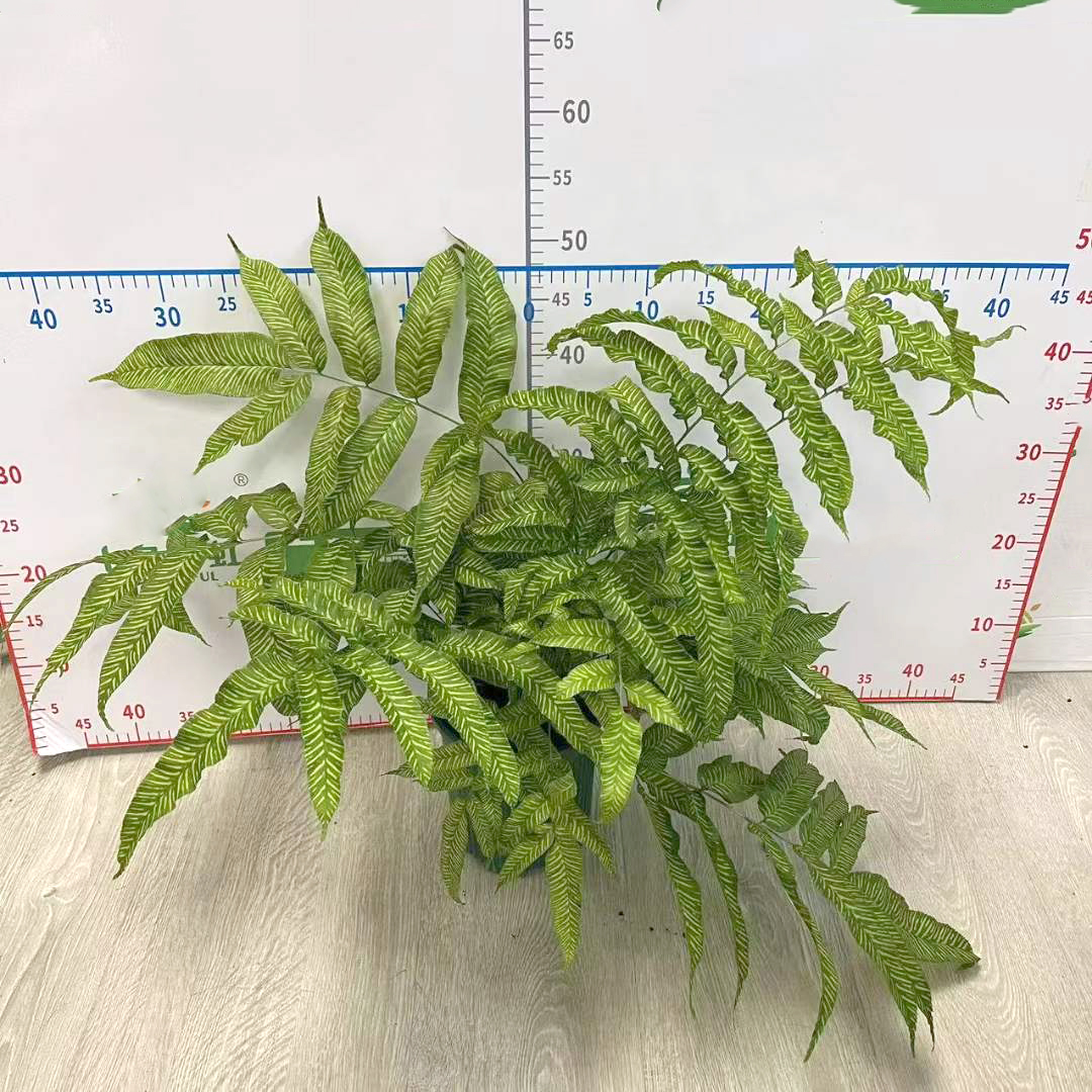黄金斑马蕨