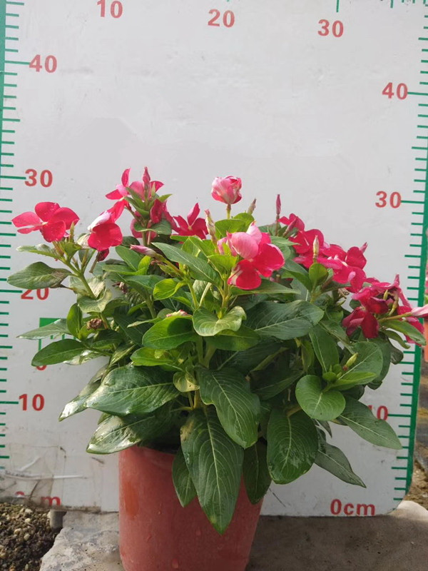 进口长春花