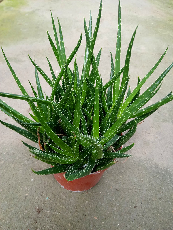孔雀芦荟
