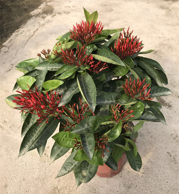 龙船花（红、黄）