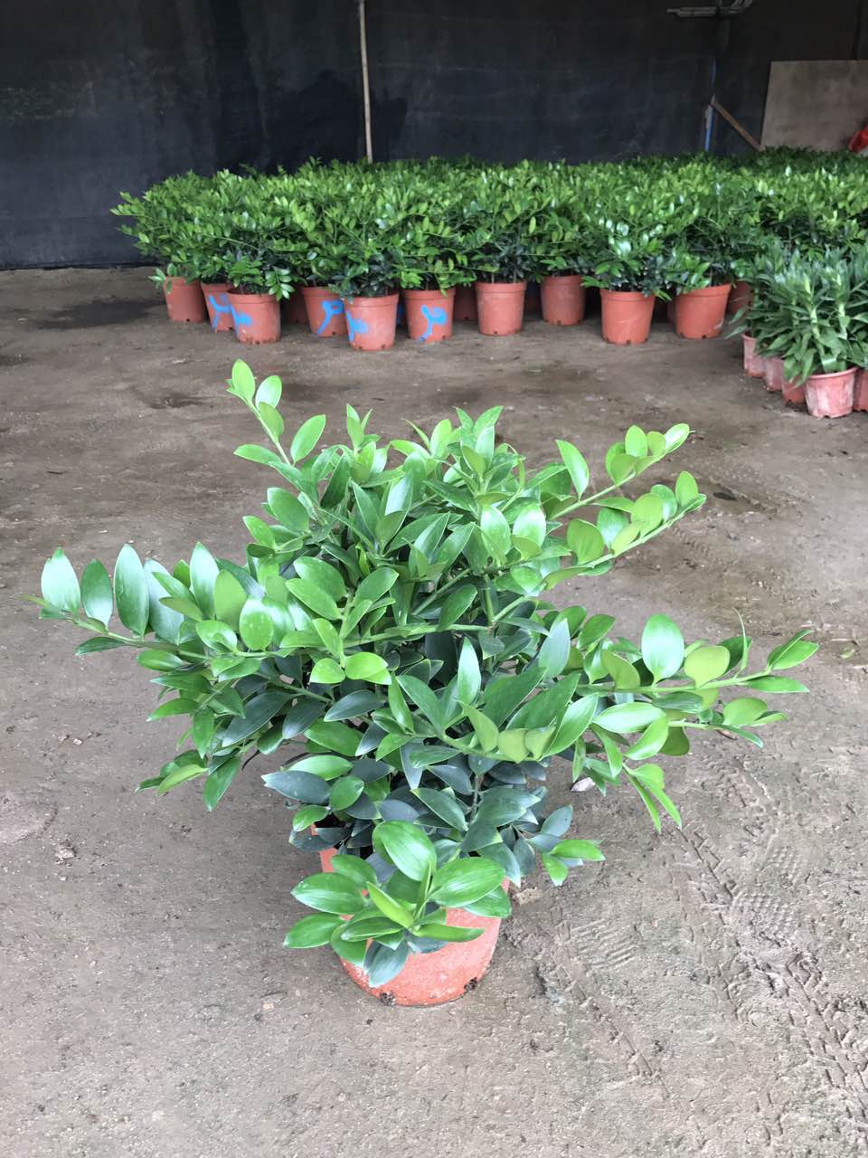 竹柏