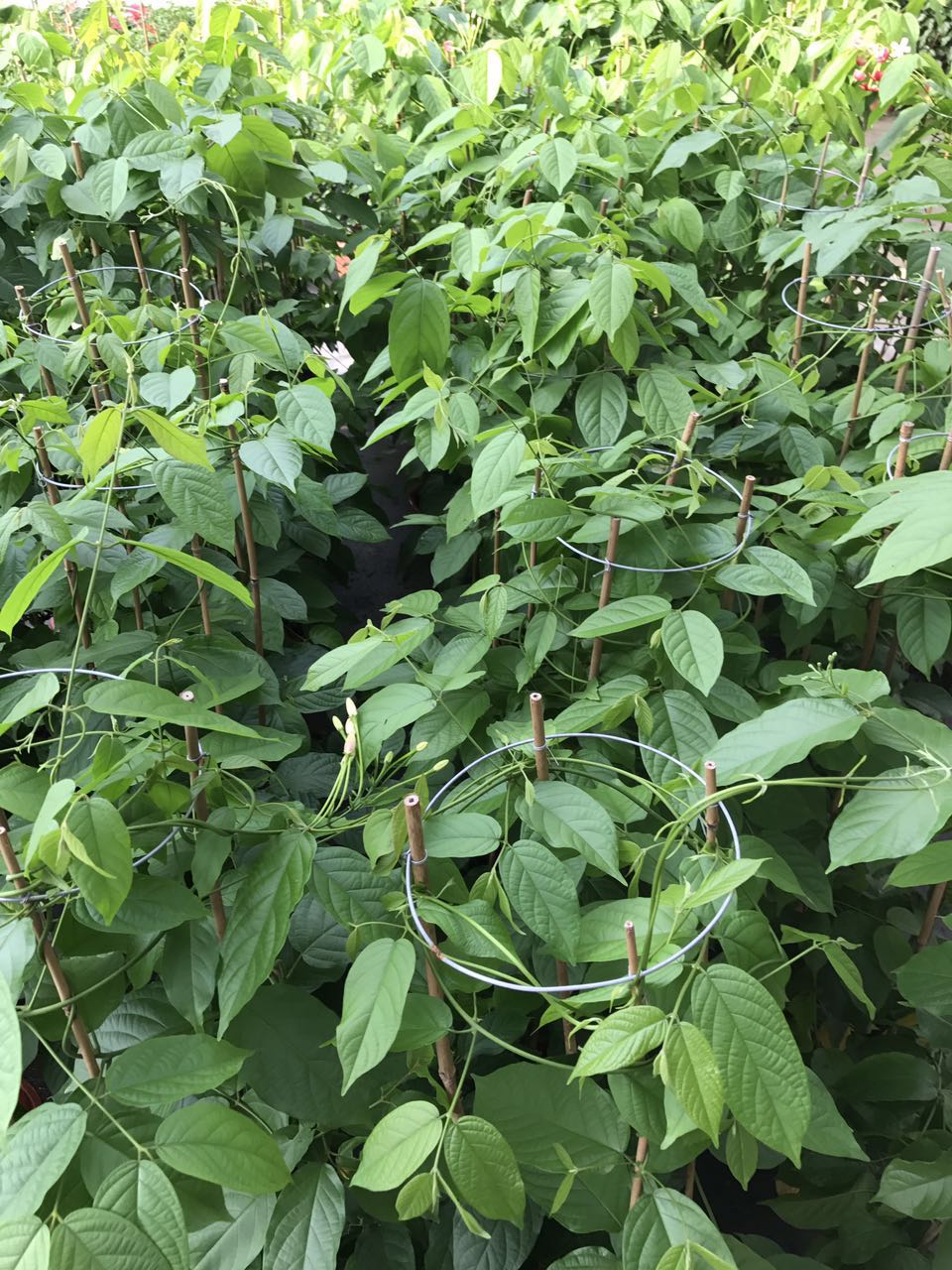 凌霄花爬藤