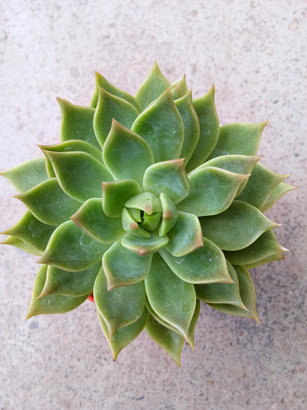 香槟