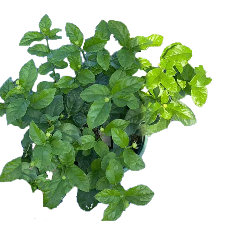 虎头茉莉