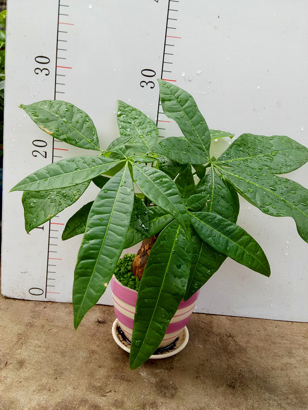 台湾发财树小森林（瓷盆）
