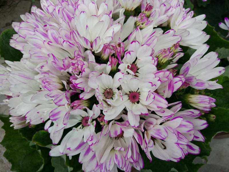 富贵菊（瓜叶菊）