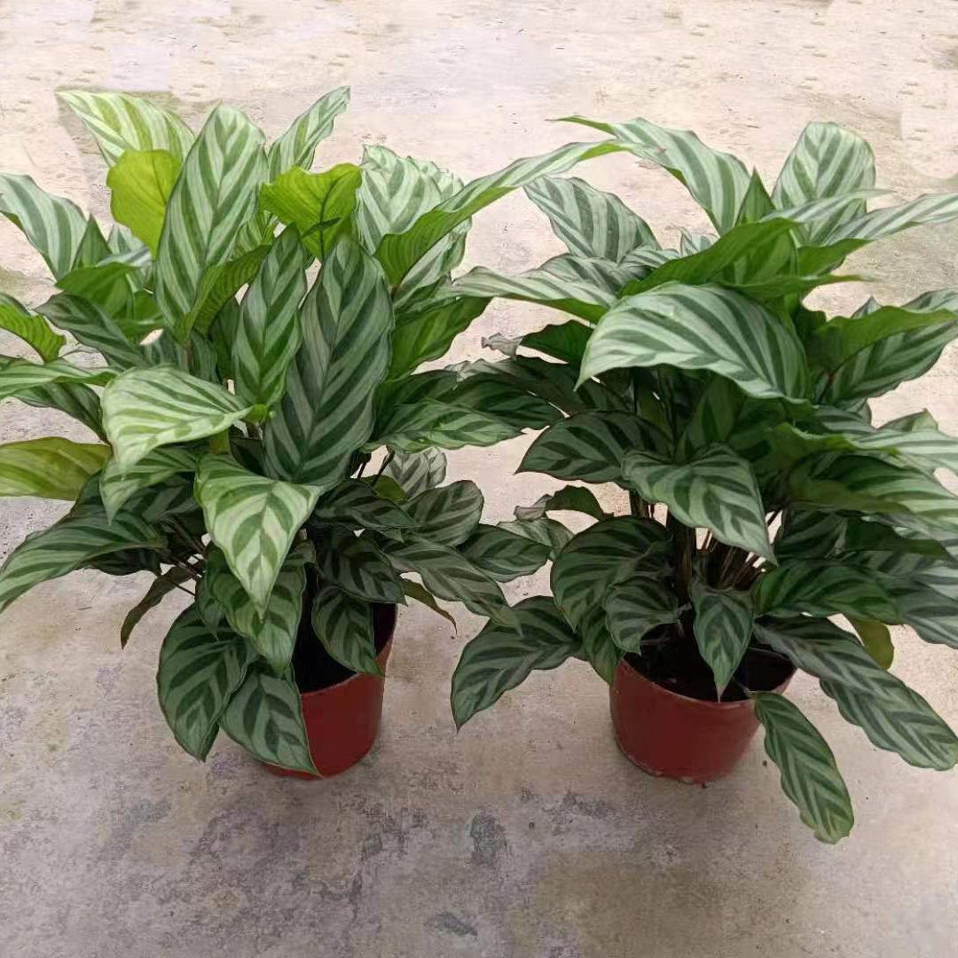翠叶竹芋