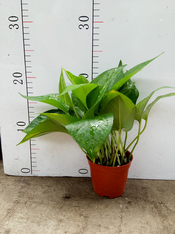 花叶绿萝