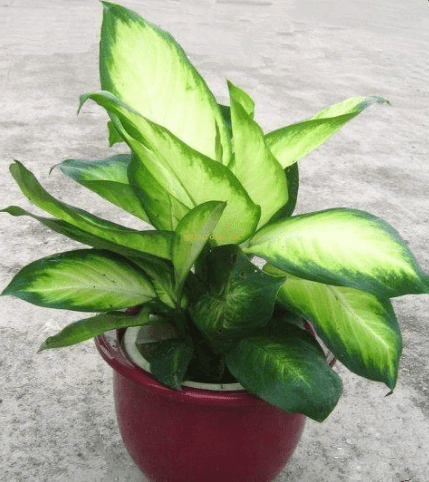 粉黛万年青 花叶万年青