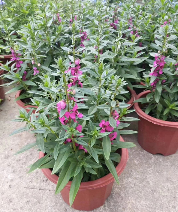 香彩雀盆栽
