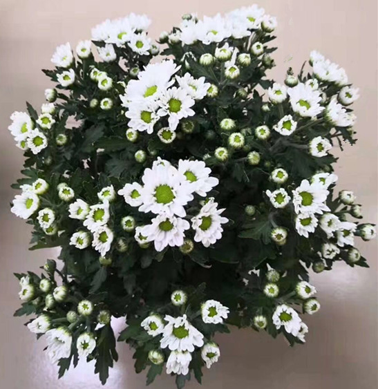 美人菊