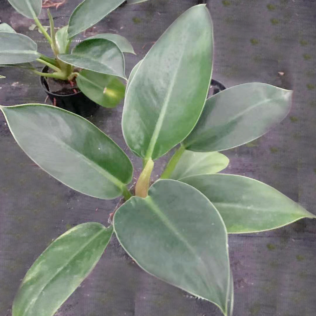 各种泡棉植物
