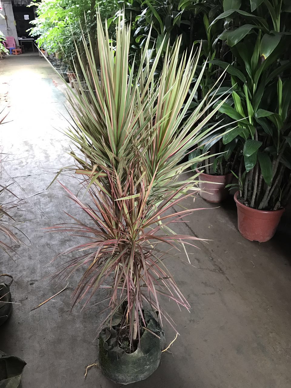 马尾铁（袋苗，高100CM左右，冠45CM左右）