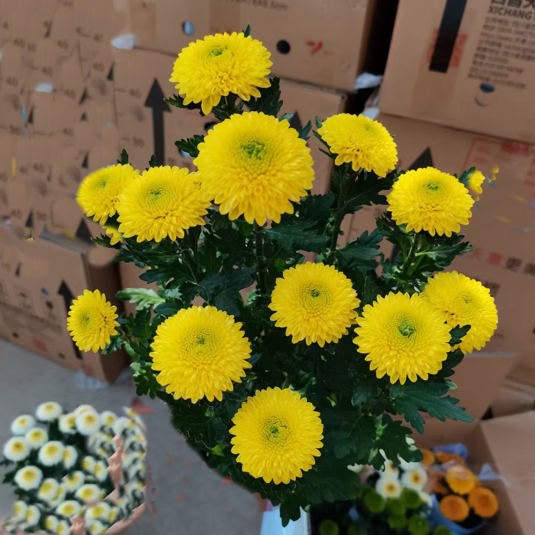 乒乓菊