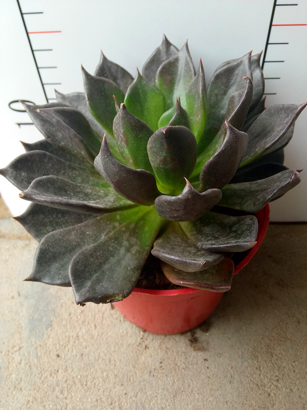 黑王子