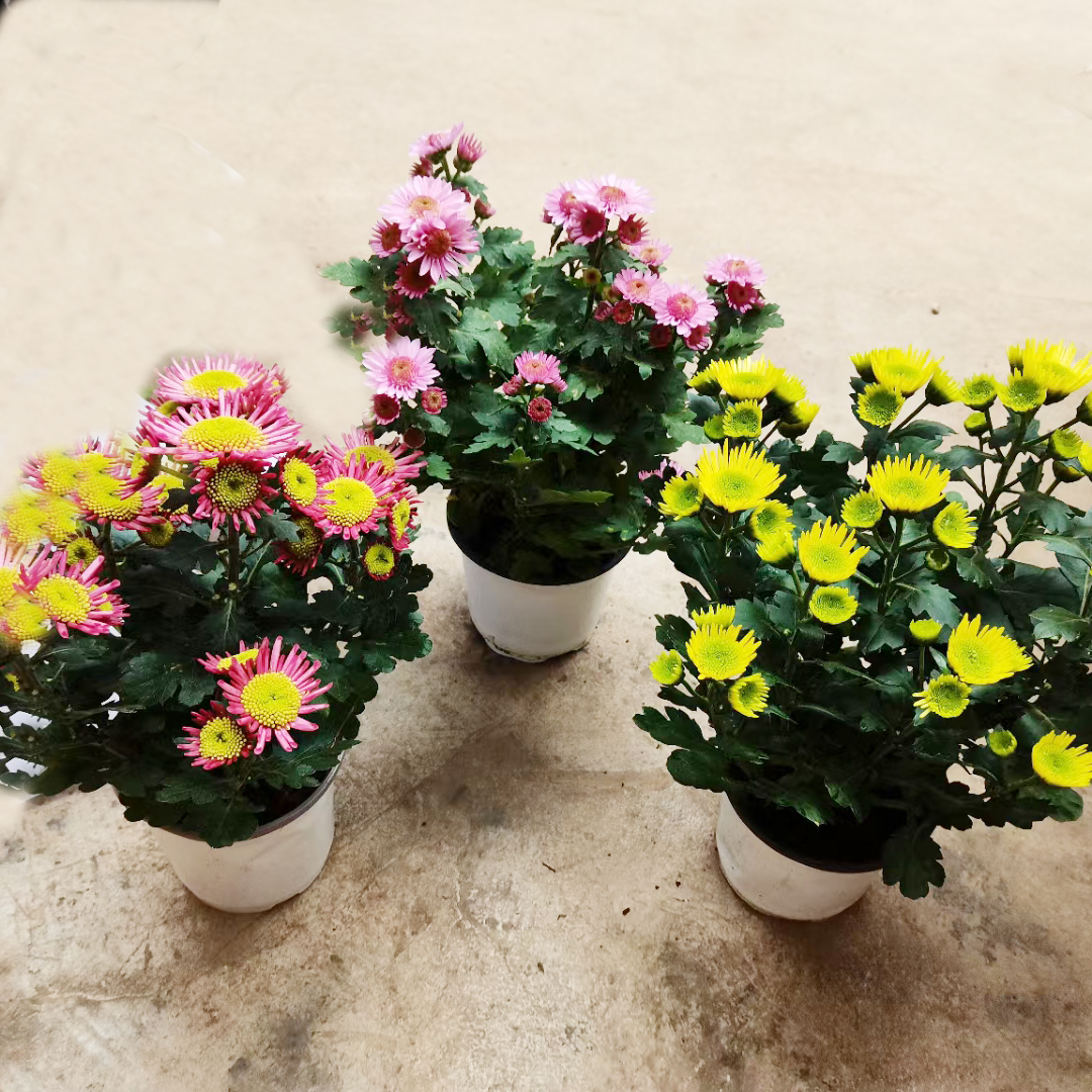 女王菊